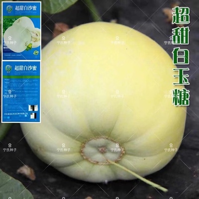 超甜白沙蜜甜瓜种籽春秋季高产