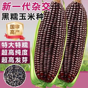 鲜食黑甜糯玉米种子纯糯珍珠糯黑玉米种籽高产杂交正品大田苞米孑