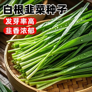 白根韭菜种子秋季四季种植蔬菜种籽大叶小叶抗旱耐寒庭院阳台盆栽