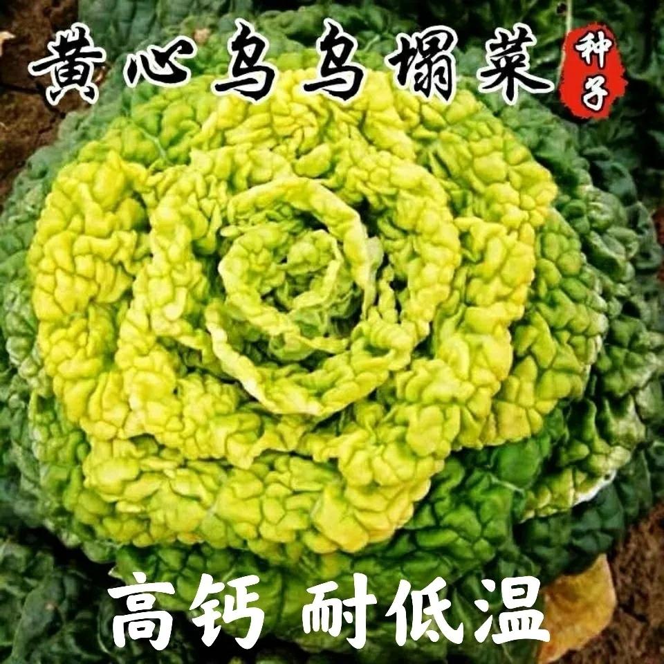 黄心乌塌菜种子皱叶菊花菜卷窝白菜籽高钙耐低温农家特色蔬菜种子