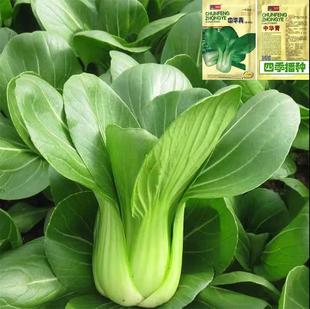 播高产上海青菜种子农家小油菜籽蔬菜种子 四季 中华青青菜种子
