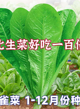 孔雀菜种子紫色罗马直立生菜种籽阳台盆栽四季蔬菜孑苗菜籽种大全