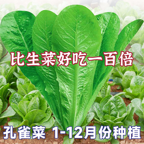 紫色罗马直立生菜种籽阳台盆栽