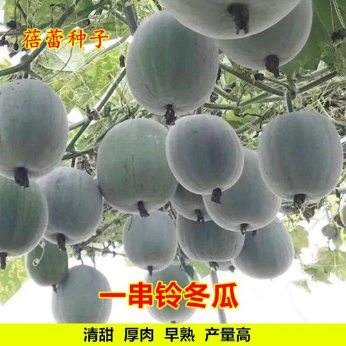 一串铃冬瓜种子高产抗病耐热大田