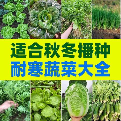 黄心乌塌菜种子秋冬季耐寒