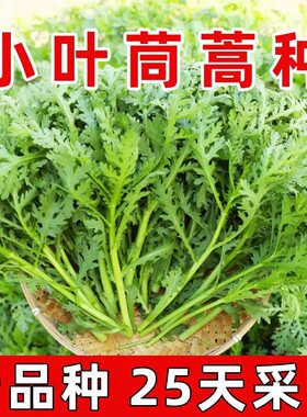 小叶茼蒿种子盆栽大田春秋蔬菜种