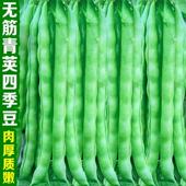 早熟青荚四季 豆种籽无筋肉厚软壳青棒豆角种子高产抗病蔬菜种孑籽