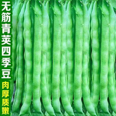早熟青荚四季豆种籽无筋肉厚高产