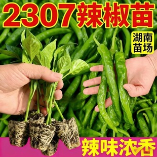 2307辣椒苗专用辣椒苗青椒软皮清香微辣带土发货秧苗各种菜苗秧苗