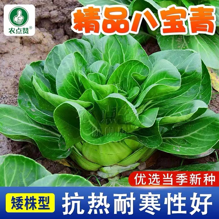 秋季八宝青菜种孑矮脚青菜种籽白菜青菜种植阳台盆栽蔬菜种子四季