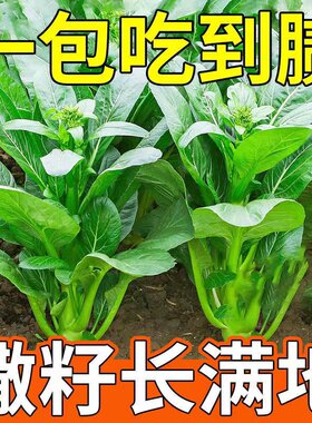 广东四九菜心种子种籽