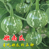 嫩南瓜种籽绿皮迷你小南瓜种子嫩瓜青瓜籽种春季 蔬菜孑青南瓜 秋季