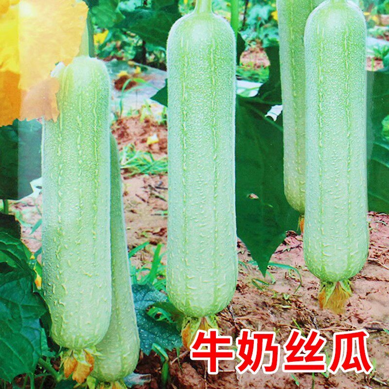 香玉白丝瓜种子油亮白色肉丝瓜种籽短棒形口感好四季高产蔬菜包邮