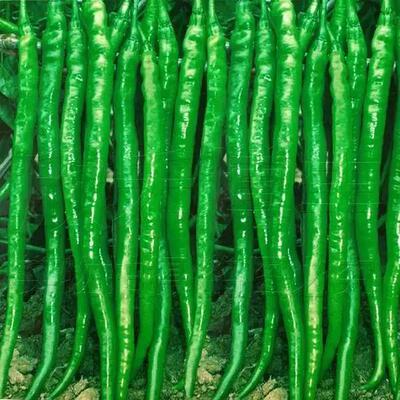 高产超长春秋季香辣线椒种子种苗