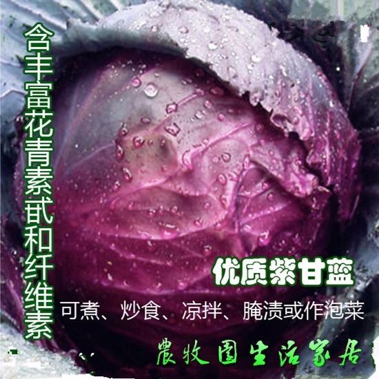 紫甘蓝种子 包菜种子 洋白菜种子 中早熟 紫红色 蔬菜种子 菜园用