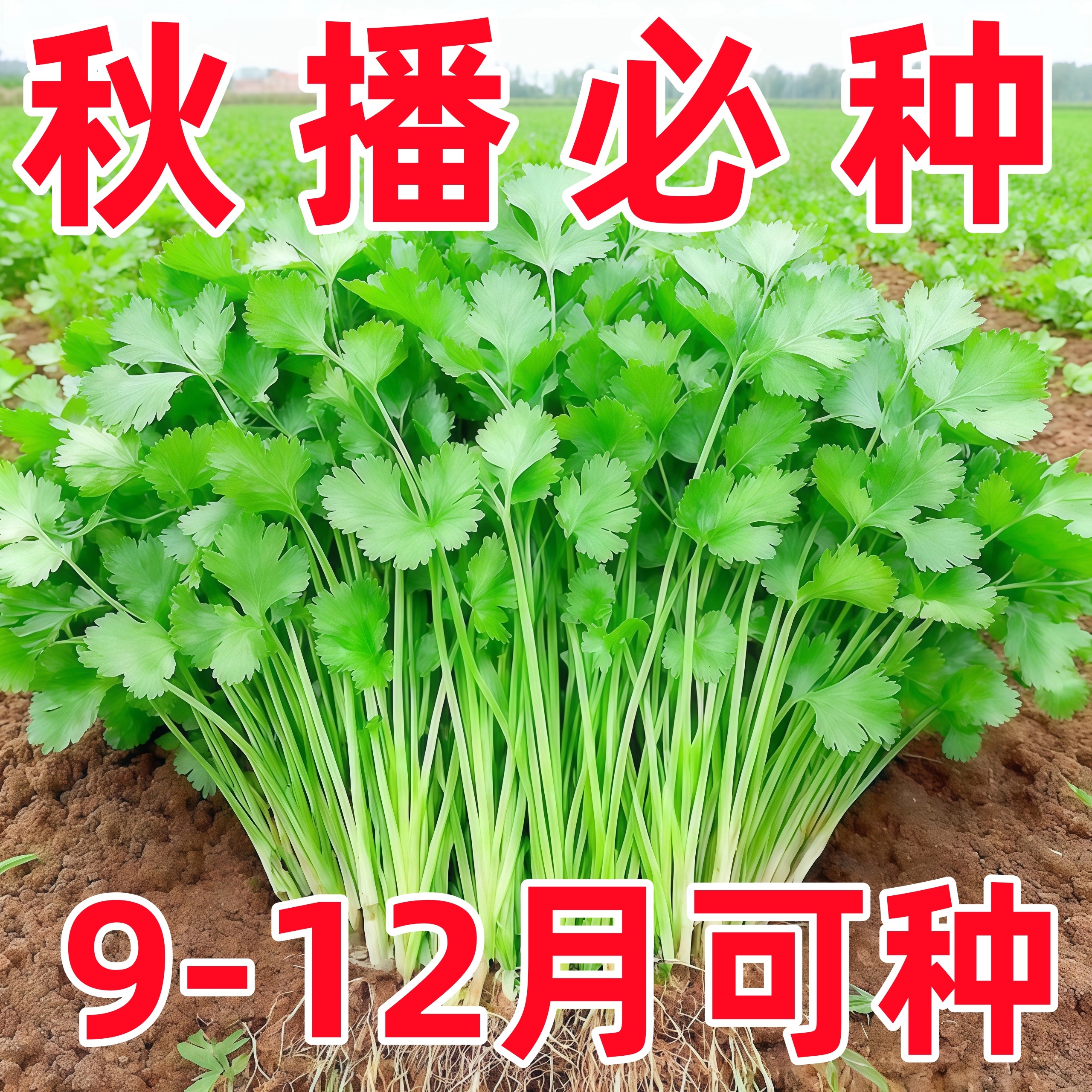 四季香菜种子春秋阳台大叶香菜耐寒耐热农家菜园芫荽盆栽蔬菜籽种