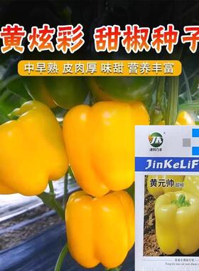 黄色甜椒红色彩椒种子甜椒种籽方椒肉厚皮灯笼椒四季蔬菜高产庭院