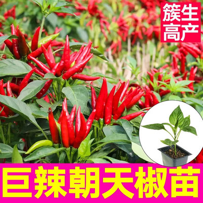 爆辣红小米辣苗秧白小米辣椒秧苗