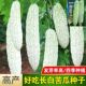 白苦瓜种籽大长白苦瓜种子早熟中熟特大四季 播种菜子 蔬菜春天四季