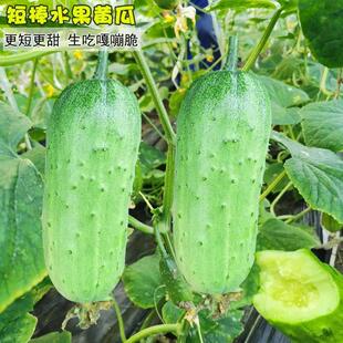 早熟短棒水果黄瓜种子春秋皮薄甜脆旱黄瓜农家土黄瓜种籽蔬菜种子