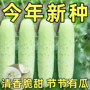 水果白瓜种孑白玉黄瓜白青瓜秧苗盆栽庭院高产春秋季农家蔬菜种子