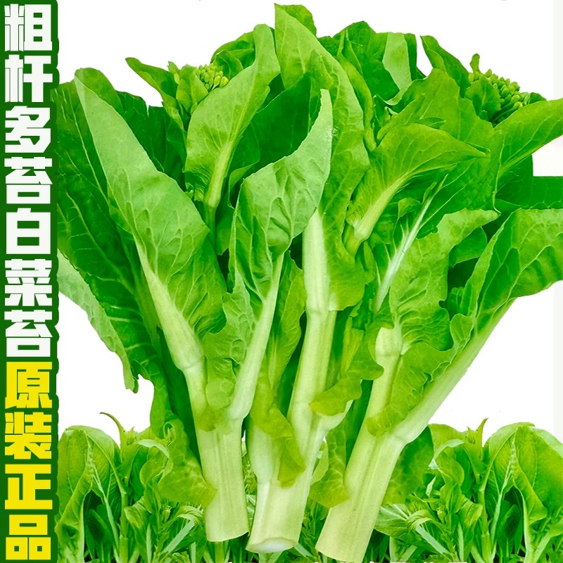 早熟白菜苔种子耐热耐寒多次采收