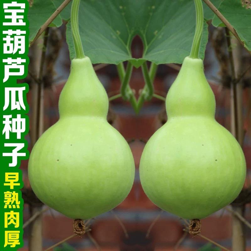 宝葫芦瓜种子食用菜葫芦可观赏可食用葫芦种籽酒葫芦厚肉早生易种