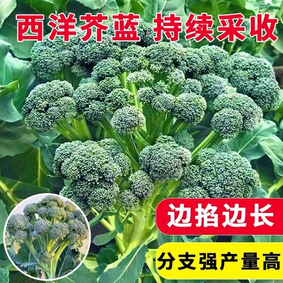 西兰苔种子苔菜心耐高温耐寒高产
