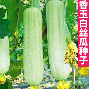 香玉白丝瓜种子早熟高产丝瓜种子短棒型肉厚肥嫩庭院大田播菜种子
