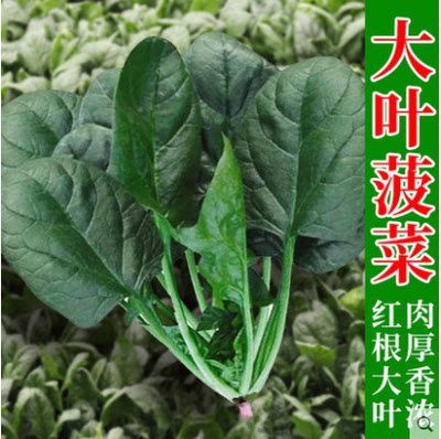 大叶菠菜种子四季蔬菜