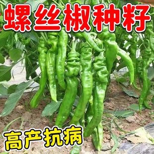 薄皮螺丝椒辣椒种子春季阳台家庭盆栽辣椒蔬菜香辣皱皮青椒种籽