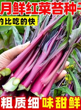 十月鲜红菜苔种孑高产抗病耐寒