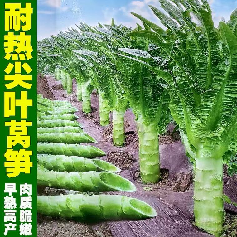 农家抗热四季南方蔬菜种孑莴笋