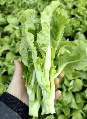 多次采收白菜苔种子杂交早熟甜脆