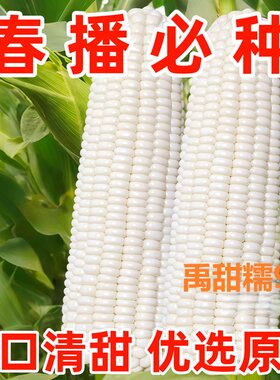 高产双国审白色糯玉米种子