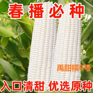 禹甜糯9号双国审白色甜玉米种籽甜糯水果种子糯玉米种四季春种孑