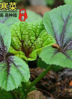 冬寒菜春秋种子高钙马蹄阳台盆栽