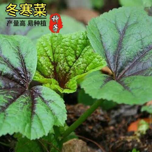 冬寒菜春秋种子高钙马蹄阳台盆栽