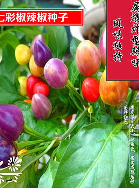 广西七彩泡椒种子彩椒辣椒珍珠椒