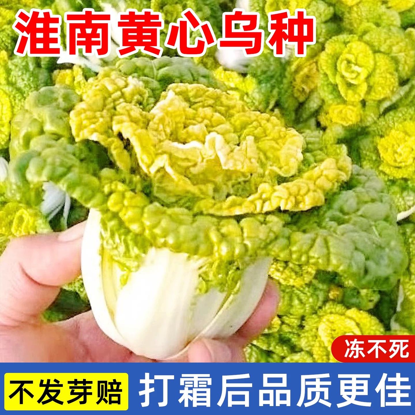淮南黄心乌塌菜菊花心菜秋季耐寒