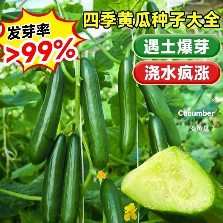 水果黄瓜种子新品种脆甜旱黄瓜高产生吃四季耐热庭院阳台蔬菜种子