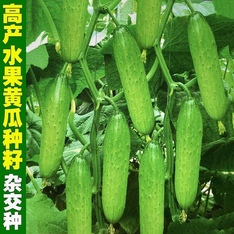 春秋强雌甜黄瓜种子一叶一瓜压塌架早熟青皮绿肉高产四季水果黄瓜