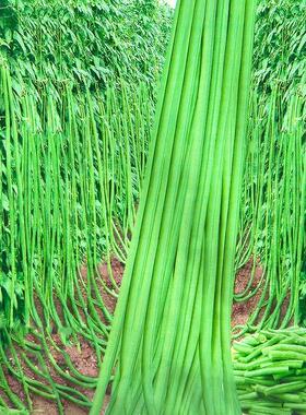 摘不败特长早熟豇豆种子高产耐老化绿条江豆长豆角种籽蔬菜种孑子