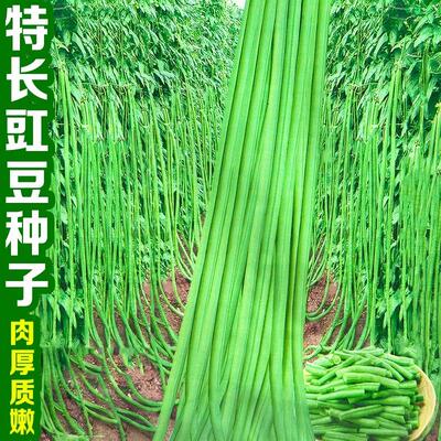 高产抗病摘不败特长早熟豇豆种子