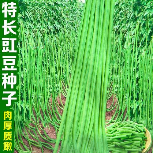高产抗病摘不败特长早熟豇豆种子