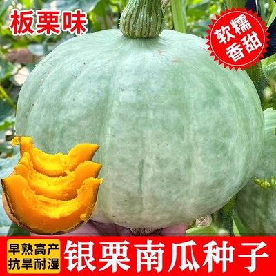 银栗神小南瓜苗种香甜板栗贝贝