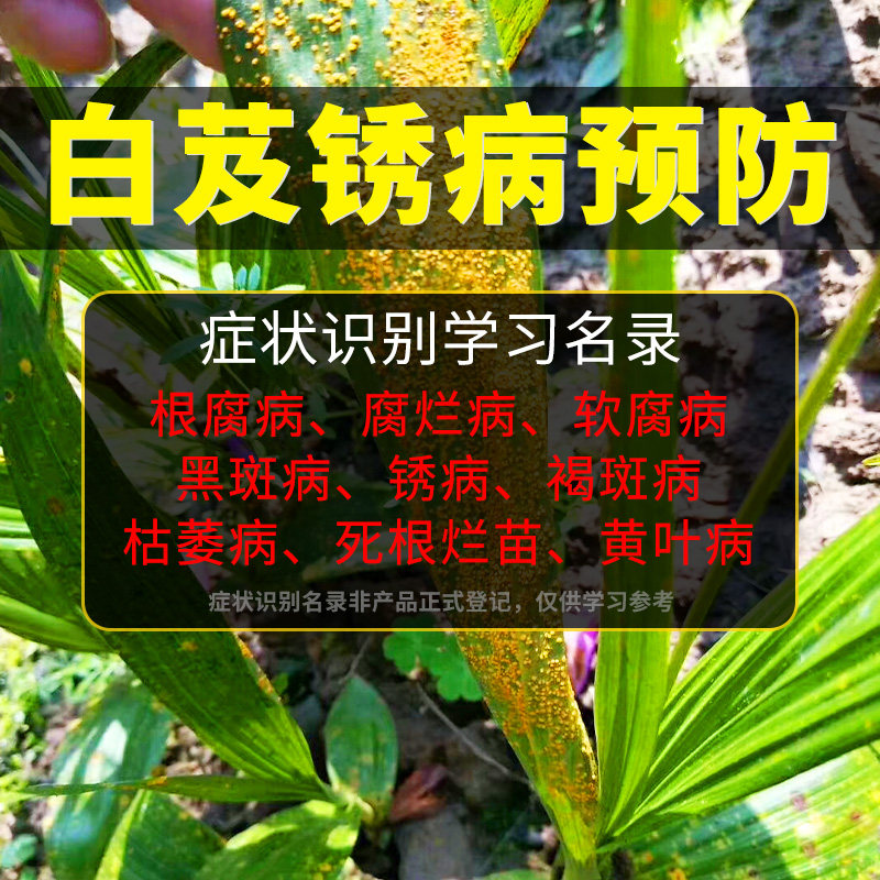 白芨锈病使用农药杀菌剂防治白芨叶枯病叶斑病根腐病白芨病菌清