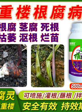 重楼根腐病根腐病适用药根腐灵灰霉病根腐灵死苗烂根灰霉根腐病用
