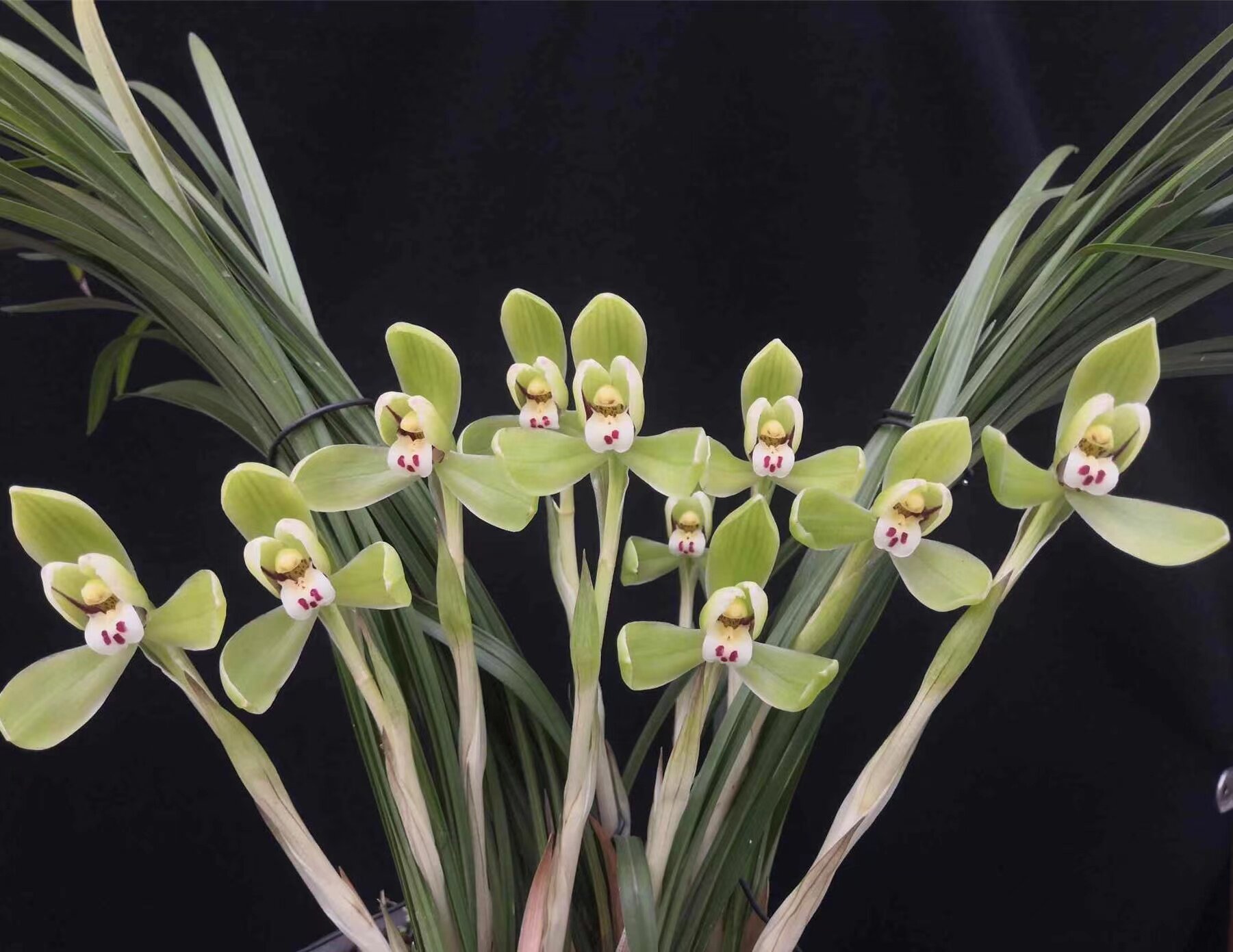 春兰龙字浓香客厅室内绿植兰花老种包邮对版盆栽国兰庭院自然养植