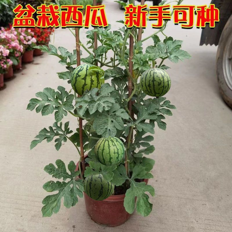 佐利克超甜无籽薄皮小西瓜种子